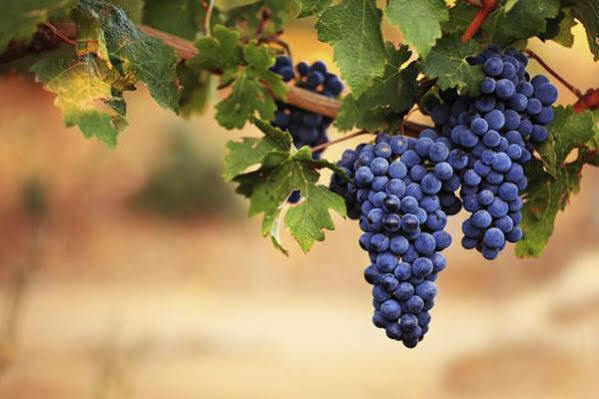 Wine Palace 4* Тбилиси
